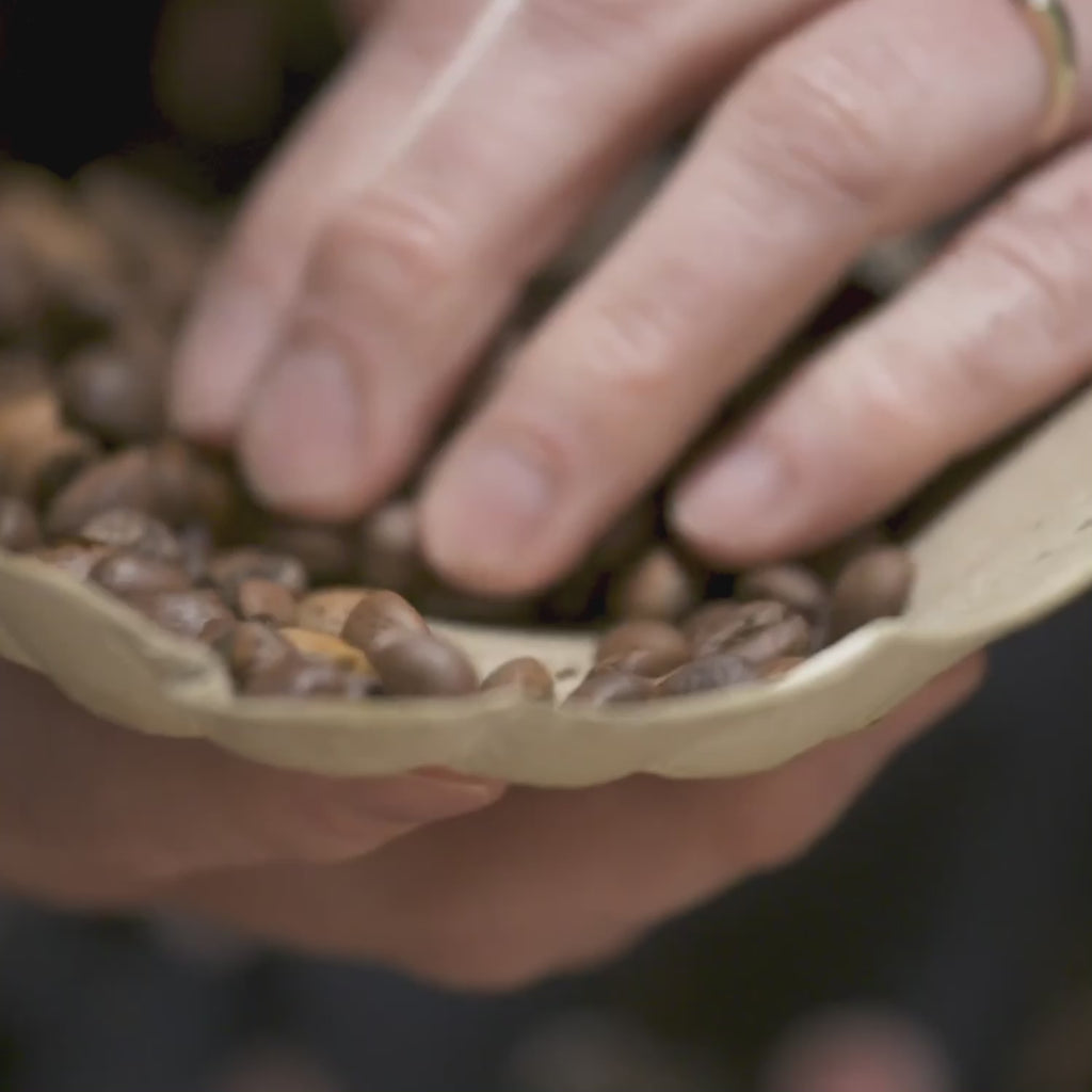 Close up view of fresh coffee beans